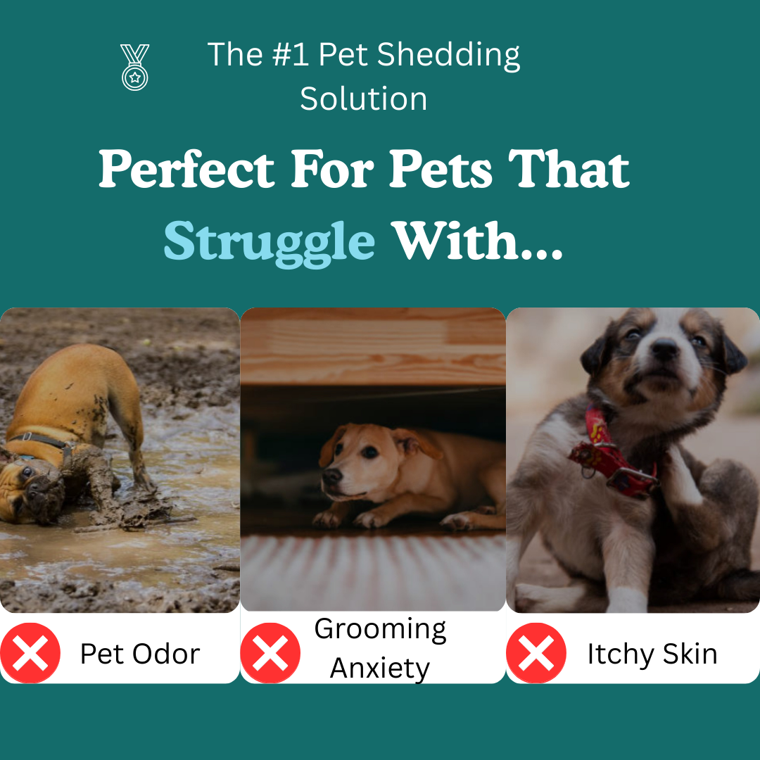 Groomy Pro — la solution anti-mue n° 1 pour animaux