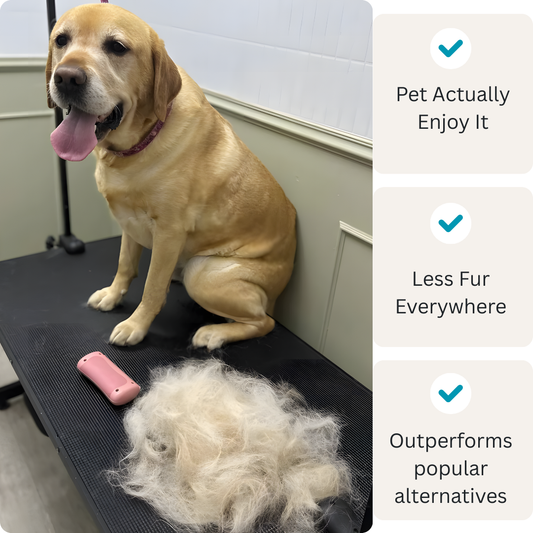 Groomy Pro — la solution anti-mue n° 1 pour animaux