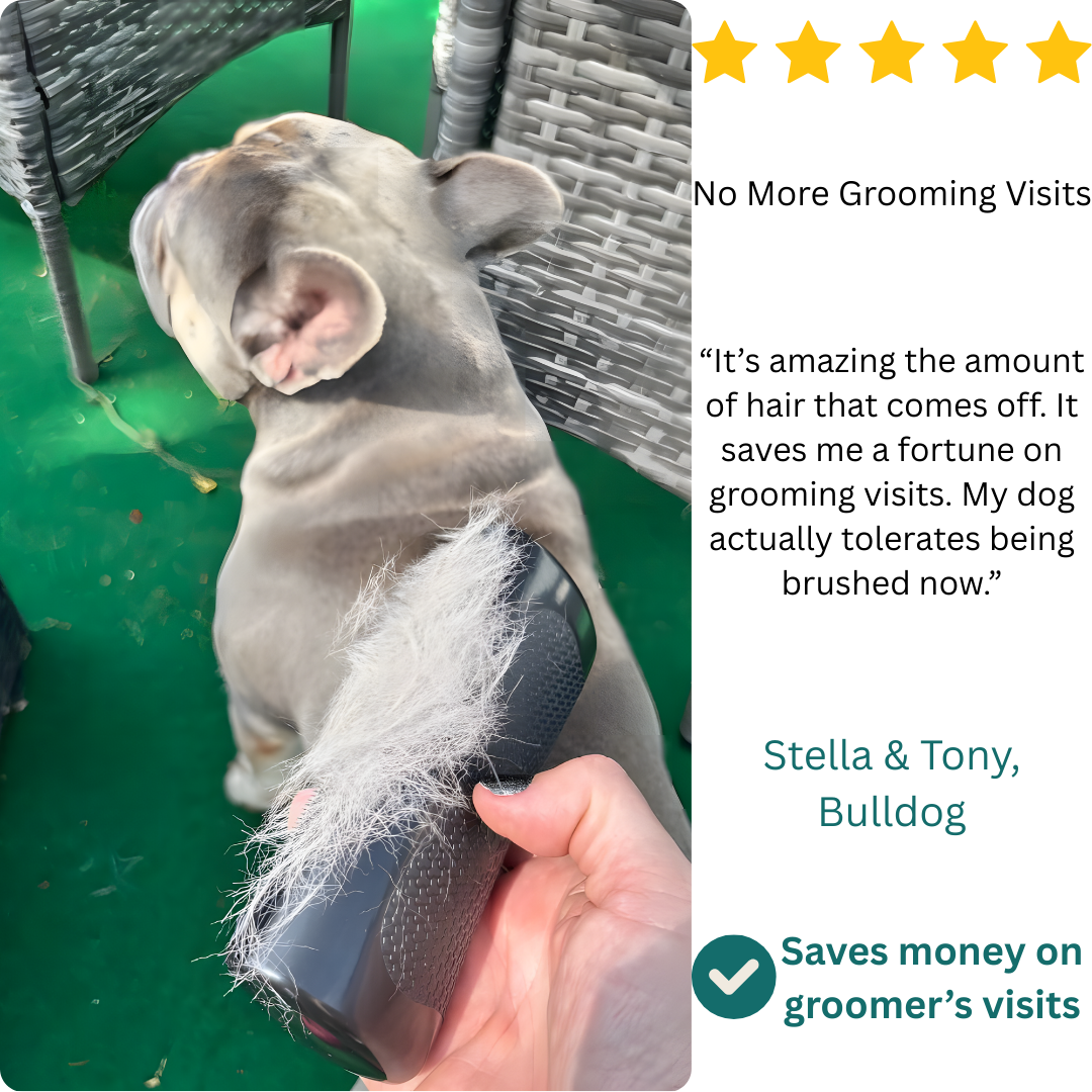 Groomy Pro — la solution anti-mue n° 1 pour animaux
