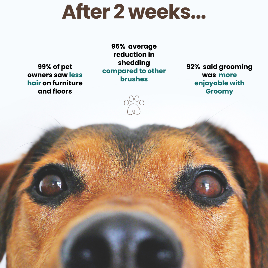 Groomy Pro — la solution anti-mue n° 1 pour animaux