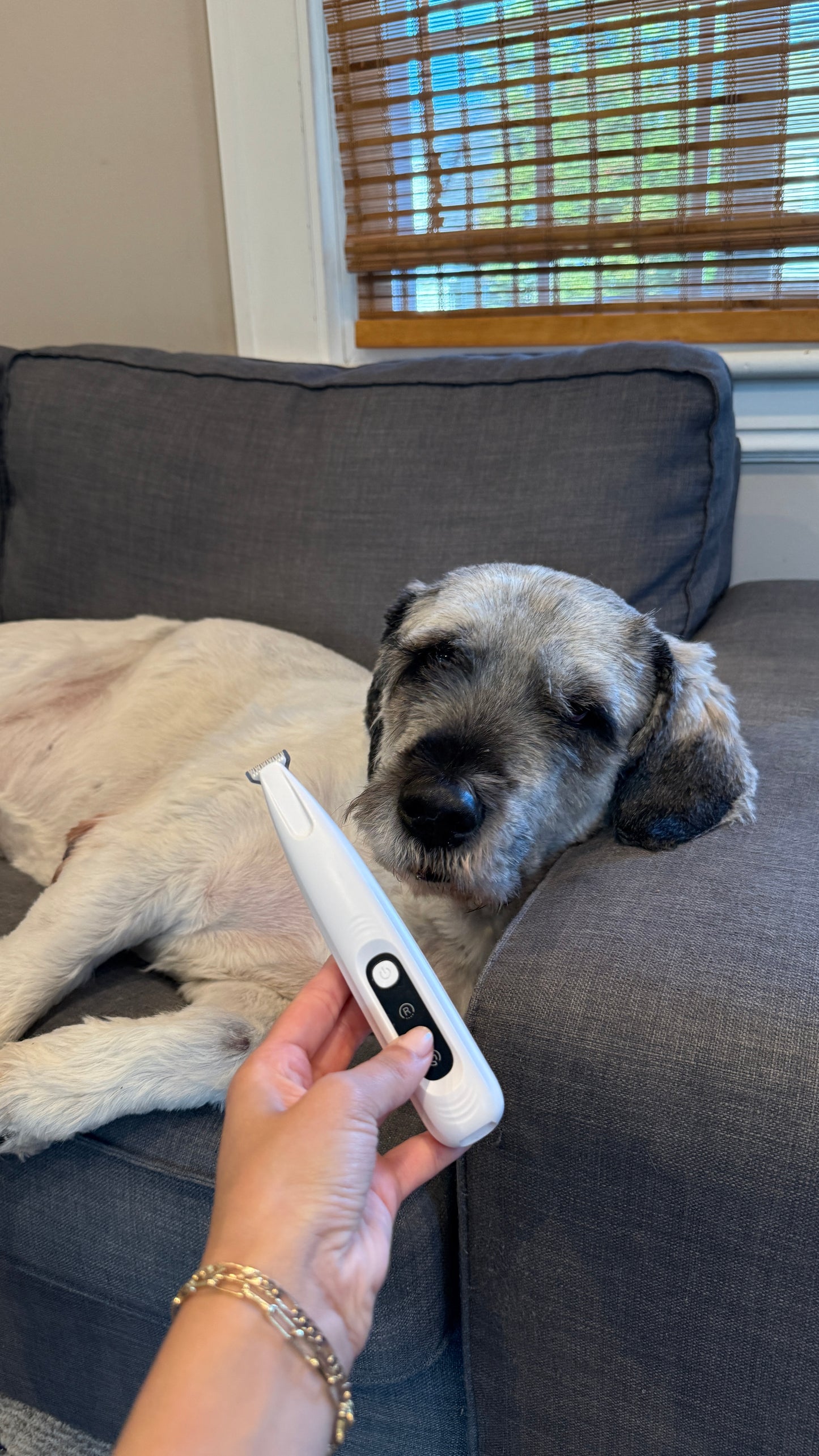 CalmClippers™ for Dogs