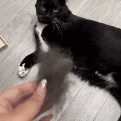 Groomy- 🥇 The Therapeutic Grooming Solution