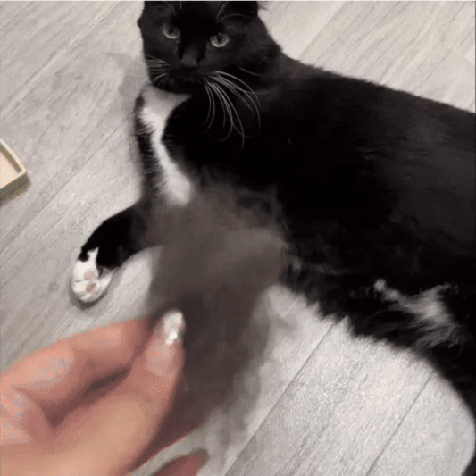 Groomy Pro — la solution anti-mue n° 1 pour animaux